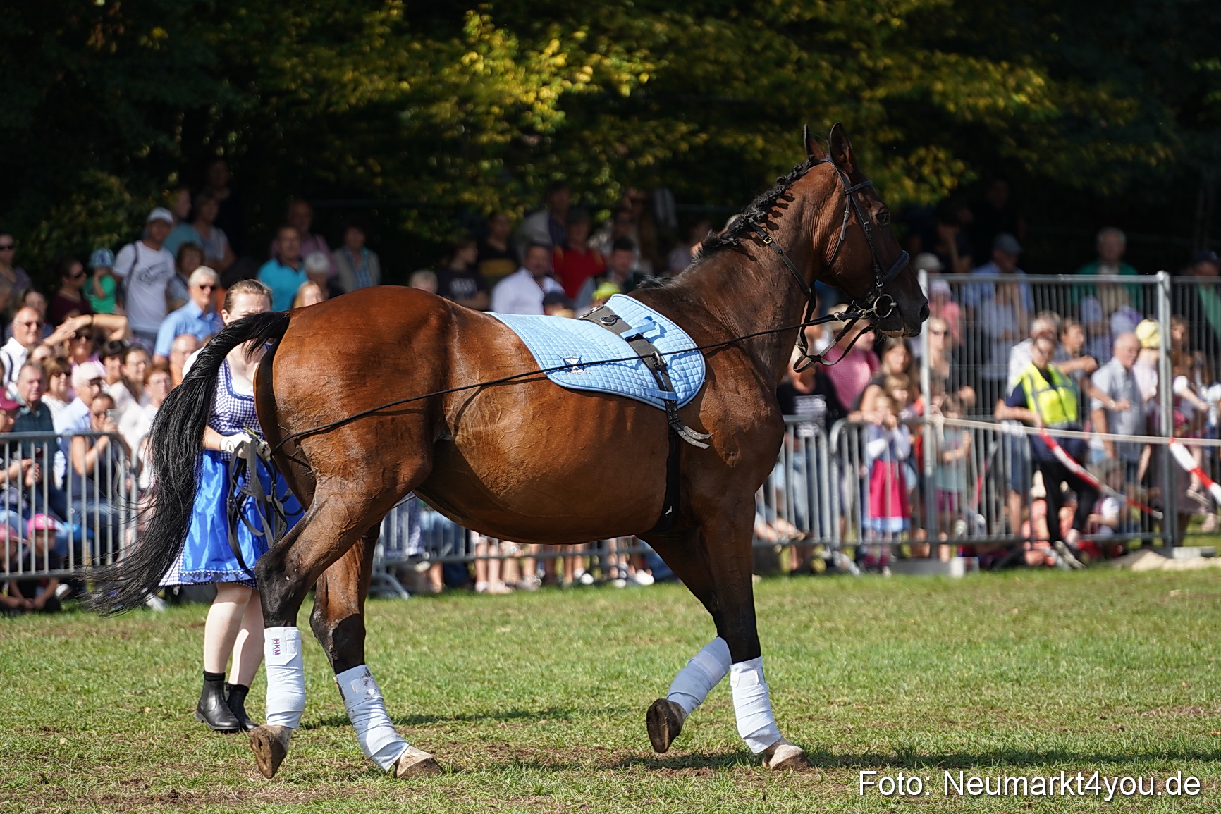 Pferde und Fohlenschau 2022 0172 